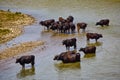 A group of cows near a river Royalty Free Stock Photo