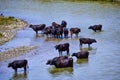 A group of cows near a river Royalty Free Stock Photo