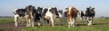 Group of cows, one red cow stepping out in a herd of black and white cows in a pasture under a blue sky