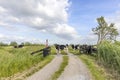 A group cows passing cattle grid road, crossing path and gate open in agricultural land, bright green meadow and copy space