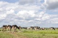 Group of cows passing a gate in the pasture, peaceful and sunny in Dutch landscape of flat land with a blue sky with clouds,