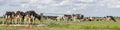 Group of cows passing a gate in the pasture, peaceful and sunny in Dutch landscape of flat land with a blue sky with clouds,