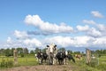 Group of cows passing a gate, together approaching, happy and joyful in a field with a blue cloudy sky