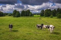 Group of cows on a meadow in Poland