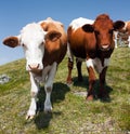 Group of cows on pasture Royalty Free Stock Photo