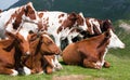 Group of cows on pasture Royalty Free Stock Photo