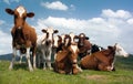 Group of cows on pasture Royalty Free Stock Photo