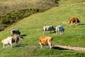Group of cows peacefully grazing on a lush green hillside