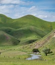 Group of cows peacefully grazing in a lush green pasture atop rolling hills Royalty Free Stock Photo