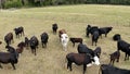 Group of cows peacefully grazing in a spacious meadow, surrounded by a sturdy wire fence Royalty Free Stock Photo