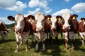 Group of cows poses charmingly for the camera Royalty Free Stock Photo