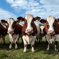 Group of cows poses charmingly for the camera Royalty Free Stock Photo