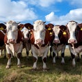 Group of cows poses charmingly for the camera Royalty Free Stock Photo