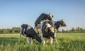 Group of cows posing as a modern statue in a green pasture with a blue sky Royalty Free Stock Photo