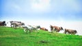 Group of cows running downhill on a mountain meadow Royalty Free Stock Photo
