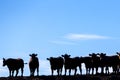 Group of cows silhouettes in livestock farm land, Uruguay