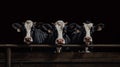 Group of Cows in stable at milk farm.