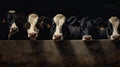 Group of Cows in stable at milk farm.