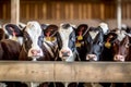 A group of cows stand in front camera