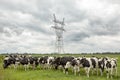 Group of cows stand in a row in front of a huge electricity pole on a cloudy day in a green pasture