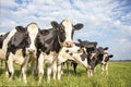 Group of cows stand in a row in the pasture, curious and playful under a cloudy sky with clouds Royalty Free Stock Photo