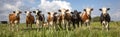 Group of cows stand upright on the edge of a meadow in a pasture, a panoramic wide view Royalty Free Stock Photo