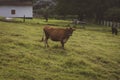 Group of cows standing in a grassy field. Royalty Free Stock Photo