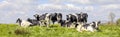 Group cows standing and lying in the tall grass of a green field, the herd side by side cozy together