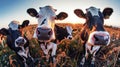 A group of cows standing proudly atop a lush grassy field under the open sky Royalty Free Stock Photo