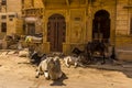 A group of cows in a street in Jaisalmer, Rajasthan, India Royalty Free Stock Photo