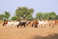 Group of cows in summer , jaipur Royalty Free Stock Photo