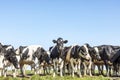 Group of cows together gathering in a field, happy and joyful and a blue sky, cows in a row next to each other in a pasture Royalty Free Stock Photo