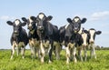 Group cows together gathering in a field, happy and joyful and a blue sky, heifer in a row next to each other in a green Royalty Free Stock Photo