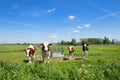 Cows in typical Dutch landscape Royalty Free Stock Photo