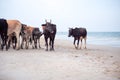 Group of cows walking along the beach for finding the food with blurred seascape in background