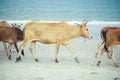 Group of cows walking along the beach for finding the food with blurred seascape in background