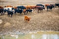 A group of cows is walking on the ground in the field. The field is part of agricultural land.