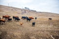 A group of cows is walking on the ground in the field. The field is part of agricultural land.