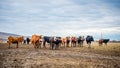 A group of cows is walking on the ground in the field. The field is part of agricultural land.