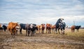 A group of cows is walking on the ground in the field. The field is part of agricultural land.