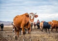 A group of cows is walking on the ground in the field. The field is part of agricultural land. It's an autumn day in Russia.