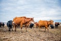 A group of cows is walking on the ground in the field. The field is part of agricultural land.