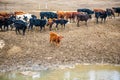 A group of cows is walking on the ground in the field. The field is part of agricultural land.