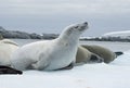 Group crabeater seals. Royalty Free Stock Photo