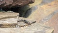 Group of crabs resting on a stone on the beach of Mancora Royalty Free Stock Photo