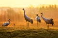 Group of crane birds in the morning on wet grass Royalty Free Stock Photo