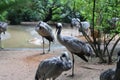 A group of cranes are playing