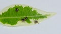 Group of crawling deer ticks on green leaf, white background. Ixodes ricinus