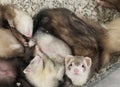 Cream and brown ferret sleeping inside a cage