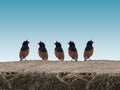 Group of Crested Bunting Bird-India